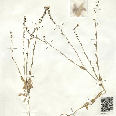 Calepina irregularis (Asso) Thell. -  RO-HSepv 16945 photo