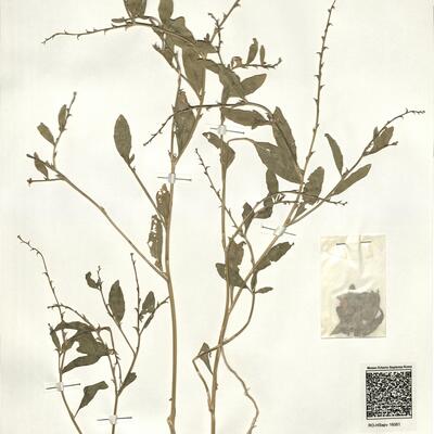 Euclidium syriacum (L.) R. Brown -  RO-HSepv 16061 photo