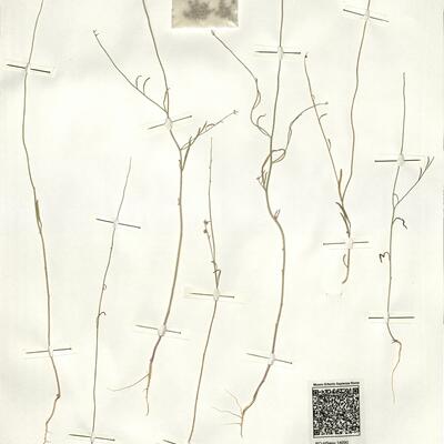 Litwinowia tenuissima (Pallas) Woronow ex Pavl. -  RO-HSepv 14090 photo