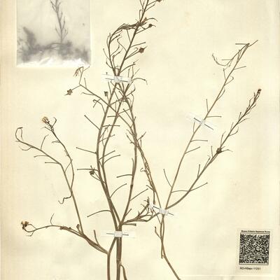 Bunias erucago L. -  RO-HSepv 11251 photo