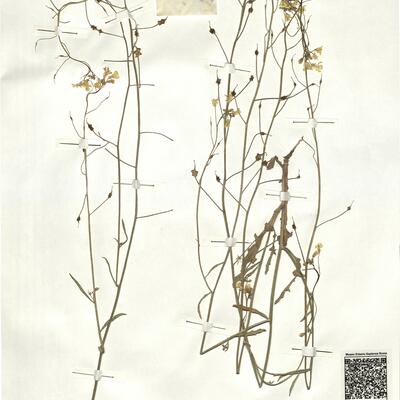 Bunias erucago L. -  RO-HSepv 16944 photo