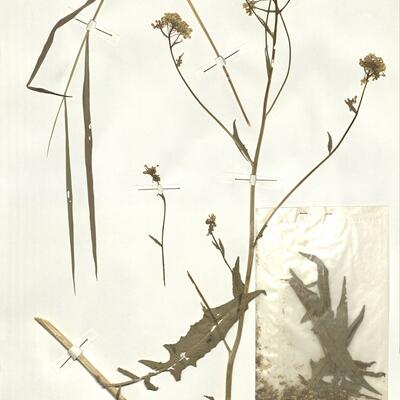 Bunias orientalis L. -  RO-HSepv 14067 photo