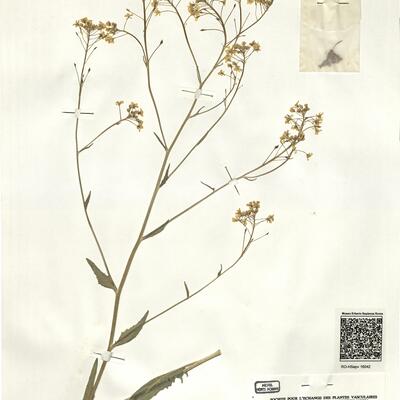 Bunias orientalis L. -  RO-HSepv 16042 photo