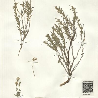 Boleum asperum (Pers.) Desv. -  RO-HSepv 14065 photo