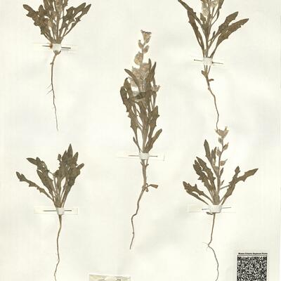 Lachnoloma lehmannii Bunge -  RO-HSepv 14086 photo