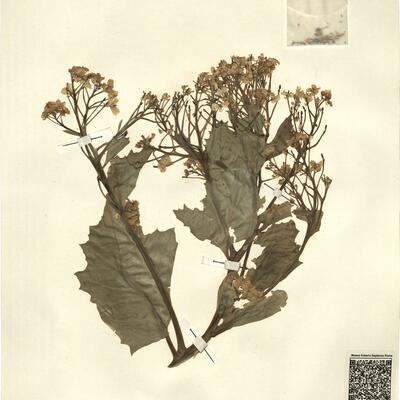 Crambe maritima L. -  RO-HSepv 13118 photo