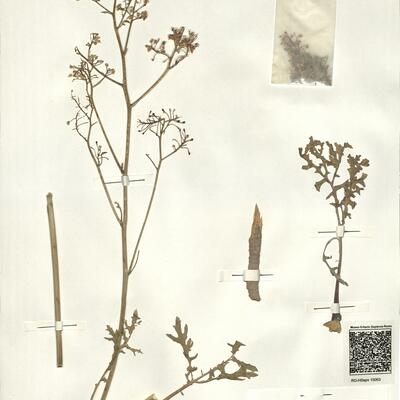 Crambe tataria Sebeók -  RO-HSepv 15063 photo