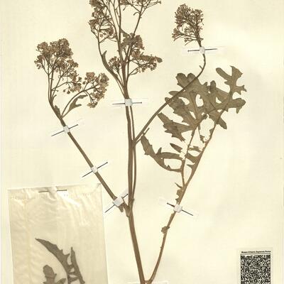 Crambe tataria Sebeók var. tataria -  RO-HSepv 13119 photo