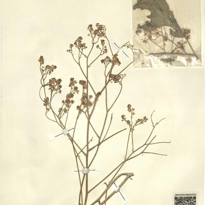 Crambe tataria Sebeók var. tataria -  RO-HSepv 13120 photo