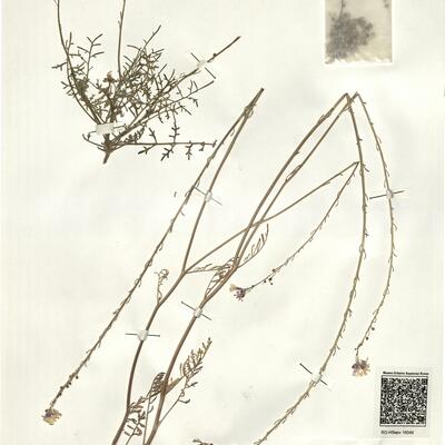 Crambella teretifolia (Batt. & Trab.) Maire -  RO-HSepv 16049 photo