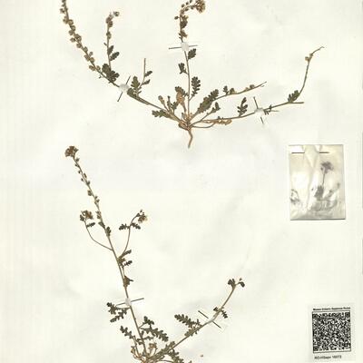 Muricaria prostrata (Desf.) Desv. -  RO-HSepv 16073 photo