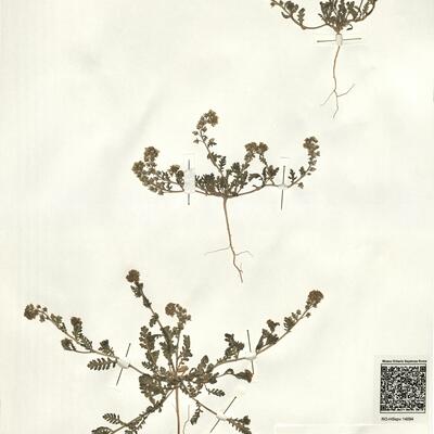 Muricaria prostrata (Desf.) Desv. f. battandieri (Hochreutiner) Maire -  RO-HSepv 14094 photo