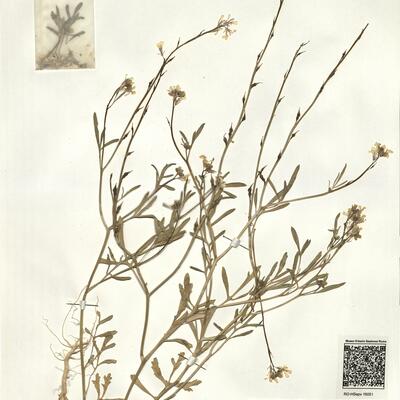 Didesmus aegyptius (L.) Desv. -  RO-HSepv 16051 photo