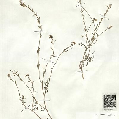 Didesmus bipinnatus (Desf.) DC. var. bipinnatus -  RO-HSepv 17931 photo