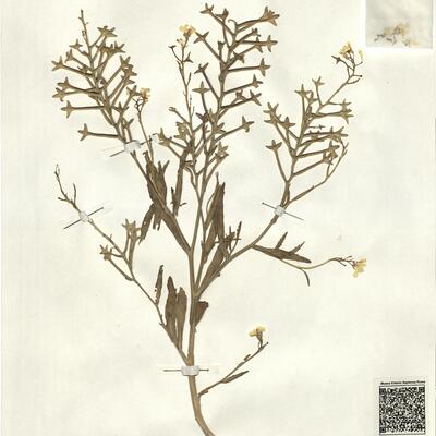 Fezia pterocarpa Pitard -  RO-HSepv 13129 photo