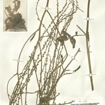 Rapistrum rugosum (L.) subsp. orientale (L.) Arcang. -  RO-HSepv 15090 photo