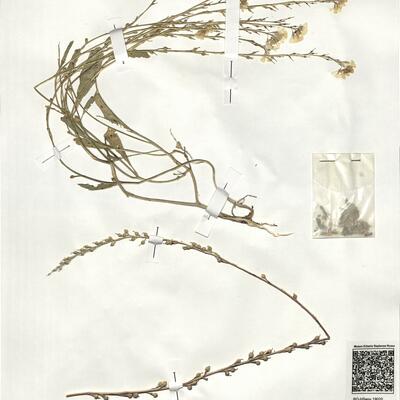 Rapistrum rugosum (L.) subsp. rugosum -  RO-HSepv 19020 photo