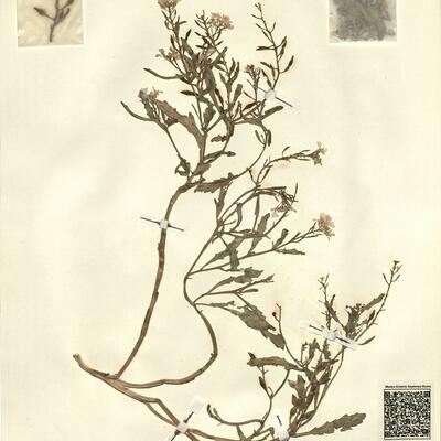 Cakile maritima Scop. subsp. integrifolia (Hornem.) Hyl. ex Greuter & Burdet,  -  RO-HSepv 13107 photo