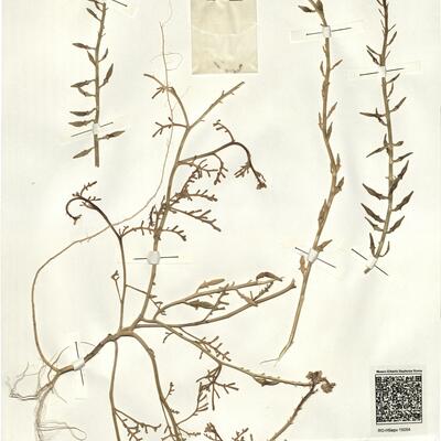 Cakile maritima Scop. subsp. maritima -  RO-HSepv 15054 photo