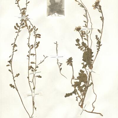 Enarthrocarpus clavatus Del. ex Godr. -  RO-HSepv 15068 photo