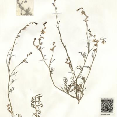 Erucaria erucarioides (Coss. & Durieu) C. Mueller -  RO-HSepv 16058 photo