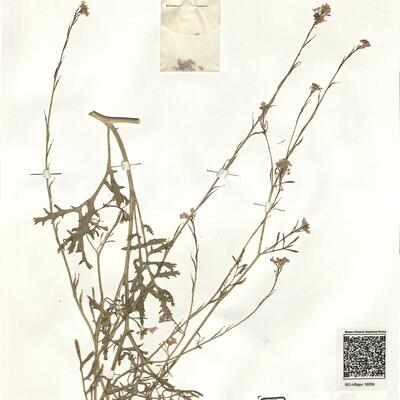 Erucaria hispanica (L.) Druce -  RO-HSepv 16059 photo