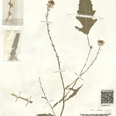 Guiraoa arvensis Coss. -  RO-HSepv 13131 photo