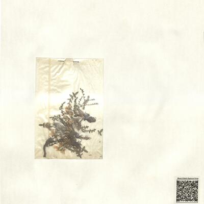 Morisia monanthos (Viv.) Aschers. -  RO-HSepv 13137 photo