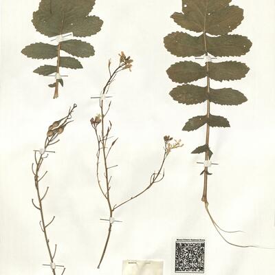 Raphanus raphanistrum L. subsp. maritimus (Sm.) Thell.  -  RO-HSepv 16074 photo