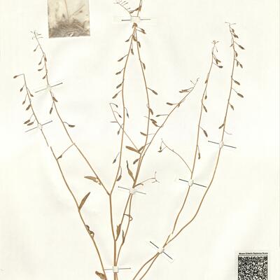 Goldbachia pendula Botsch. -  RO-HSepv 14079 photo