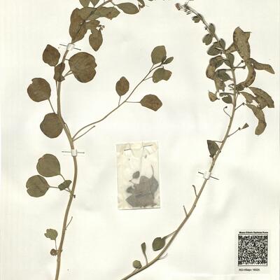 Buhsea coluteoides (Boiss.) Bunge  -  RO-HSepv 16025 photo