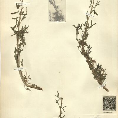 Cleome africana Botsch. -  RO-HSepv 11239 photo