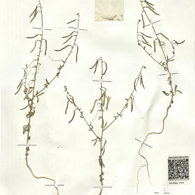 Cleome ornithopodioides L. -  RO-HSepv 17919 photo