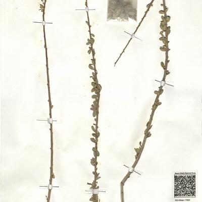 Maerua crassifolia Forssk. -  RO-HSepv 17920 photo