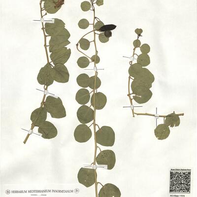 Capparis spinosa L. subsp. rupestris (Sm.) Nyman -  RO-HSepv 17918 photo