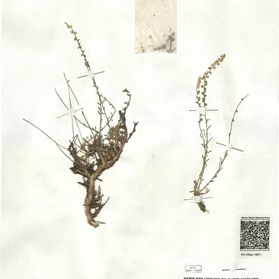 Sesamoides prostrata (Boiss.) G. López ^ -  RO-HSepv 16971 photo