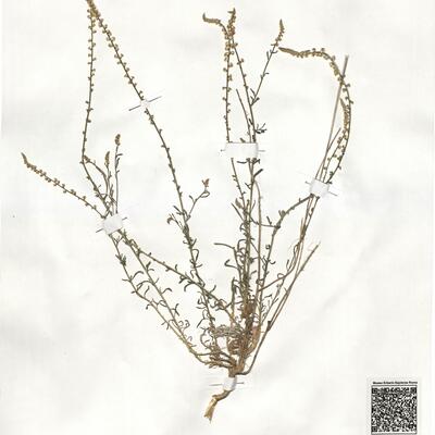 Sesamoides purpurascens (L.) G. López ^ -  RO-HSepv 19027 photo