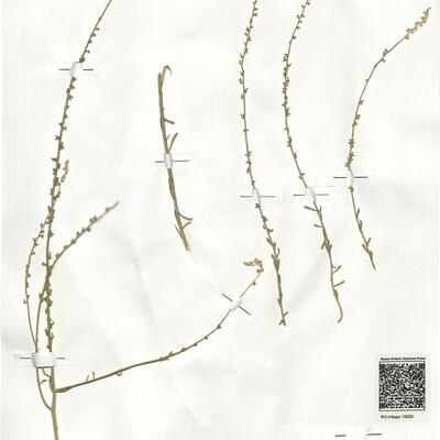 Sesamoides purpurascens (L.) G. López ^ -  RO-HSepv 19028 photo