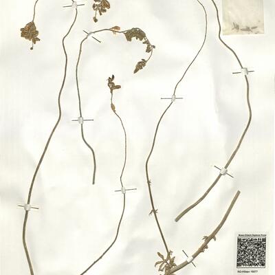 Reseda alba L. -  RO-HSepv 16077 photo