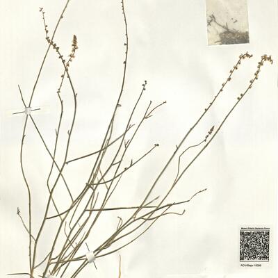 Reseda complicata Bory -  RO-HSepv 15099 photo