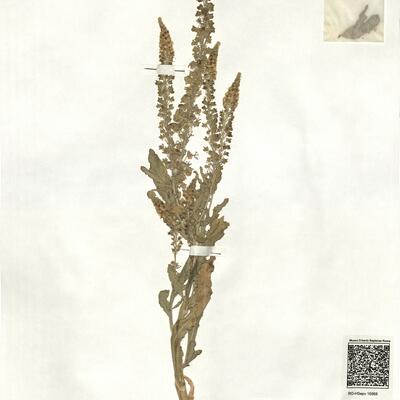 Reseda coodei Huber-Morath -  RO-HSepv 16968 photo