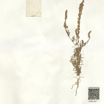 Reseda decursiva Forssk. -  RO-HSepv 15100 photo