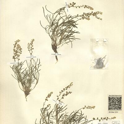 Reseda glauca L.  -  RO-HSepv 12212 photo