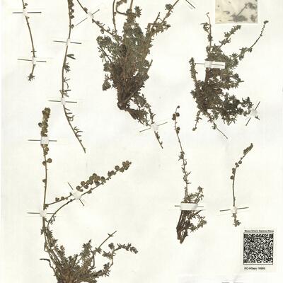 Reseda gredensis (Cutanda & Willk.) Müll. Arg. -  RO-HSepv 16969 photo