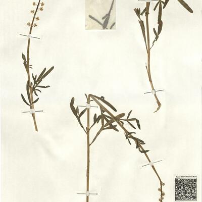 Reseda lutea L. -  RO-HSepv 13149 photo