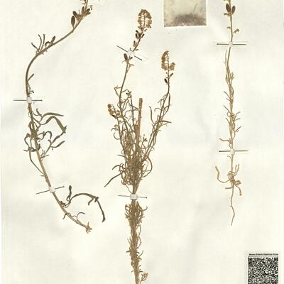 Reseda lutea L. subsp. neglecta (Müll. Arg.) Ball -  RO-HSepv 13148 photo