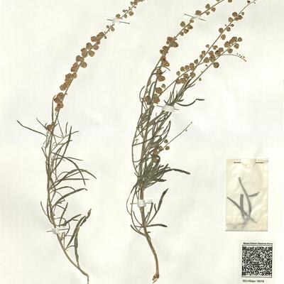 Reseda lutea L. subsp. vivantii (P. Monts.) Rovira  -  RO-HSepv 16078 photo