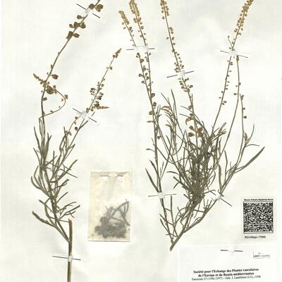 Reseda lutea L. subsp. vivantii (P. Monts.) Rovira  -  RO-HSepv 17949 photo