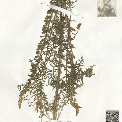 Reseda paui Valdés-Bermejo & Kaercher subsp. paui -  RO-HSepv 19026 photo