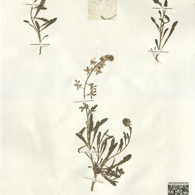 Reseda phyteuma L. -  RO-HSepv 13150 photo